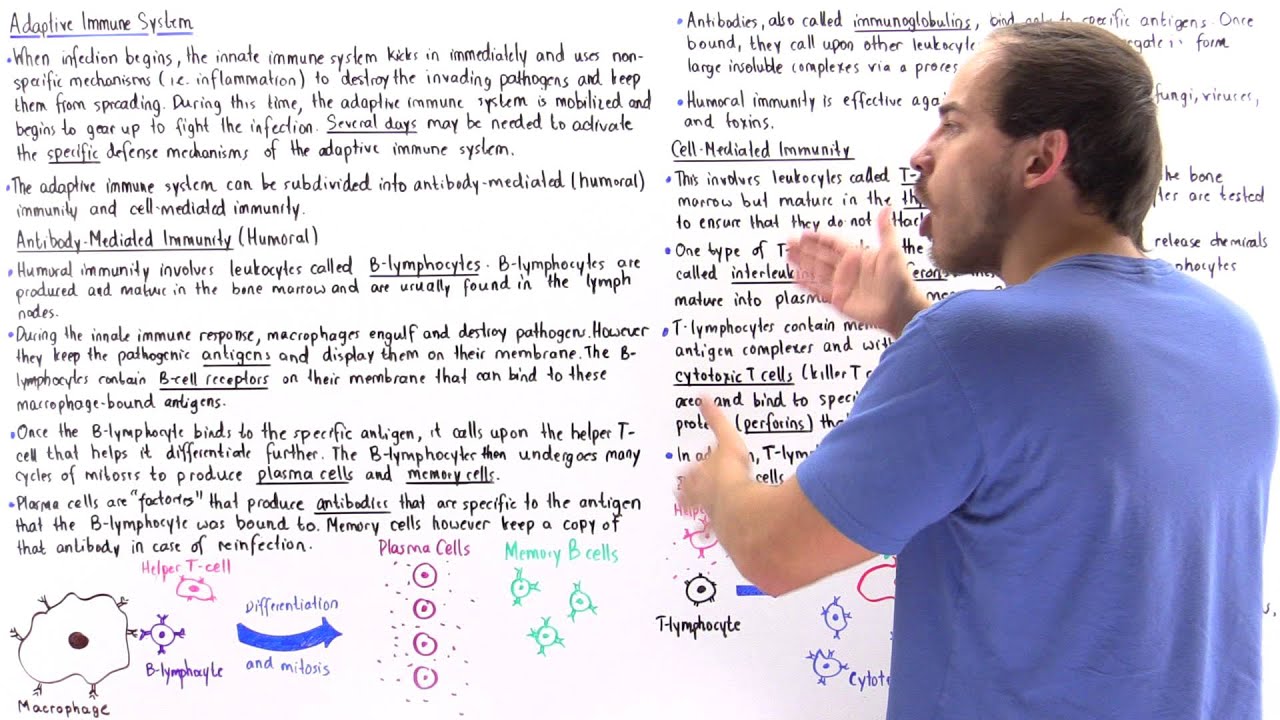 Adaptive Immune System Youtube
