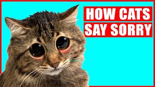 How Cats Apologize to Their Humans?