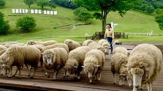 伊香保グリーン牧場   Sheepdog Show !   2020.5.24