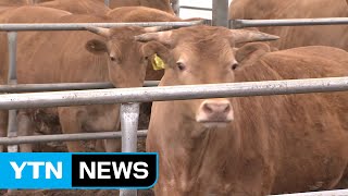 충북 보은에서만 구제역 3건 확진...구제역 공포 확산 / YTN (Yes! Top News)