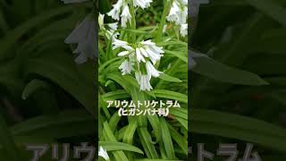 道端に咲いていた白い花のアリウムトリケトラム(ヒガンバナ科)🌷2024年3月14日🌸南九州市頴娃町海岸