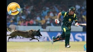 Top 5 Funny Moments With Animals In cricket Match