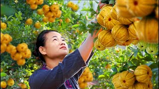 From Tree to Table: Harvesting Garcinia Cowa Fruit, Incredible Sweet \u0026 Sour Taste Typical of Summer