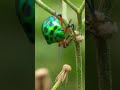 Ladybug in macro #shorts #animals