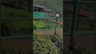 Tea Forest Resort/Wayanad/URUVI/Shorts