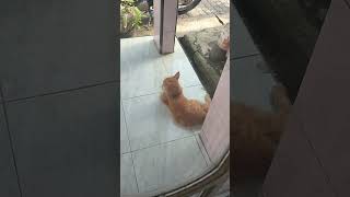 Kucing lucu gemuk gemoy, Tengkurap santuy lihat jalan dong ! 😘🤗❤️😎 (03-08-2023|07.01) #shorts