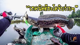 (ตอนที่ 93) เทคนิคการใช้สปินเนอร์เบทตีชะโดจิบแบบเข้าใจง่าย #pong posamton