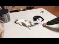 グッスリ寝ている子猫