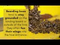 bearding vs swarming how to tell the difference busy beekeeping