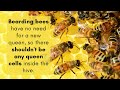 bearding vs swarming how to tell the difference busy beekeeping