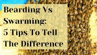Bearding Vs Swarming: How To Tell The Difference | Busy Beekeeping