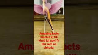 machis ki tili ki wafadari #short#shorts #Ytshortvideo#memes