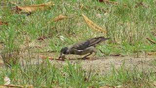 なかなかコガネムシを食べれないでいるムクドリの幼鳥w