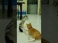 Duck vs Cat Fighting 🤣