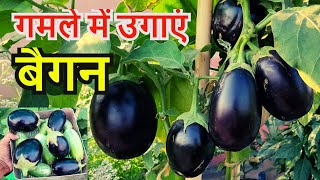 गमले में बैंगन कैसे उगाए | Gamle Mein Baingan Kaise Ugaye  | How To Grow Brinjal From Seeds In Hindi