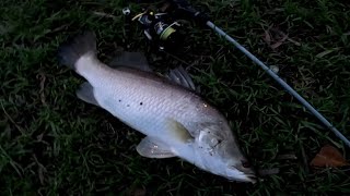 Land based creek fishing in Cairns ( multiple species)