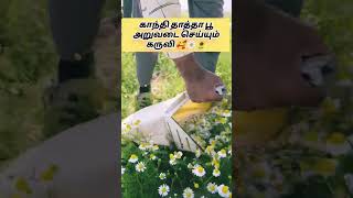 🌼காந்தி தாத்தா பூ அறுவடை செய்யும் இயந்திரம்🪲🦫 #shorts #vadakan #trending #troll #chinese #harvestor