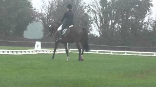 Shadow at Ballindenisk International CCIJ* 19/09/2014