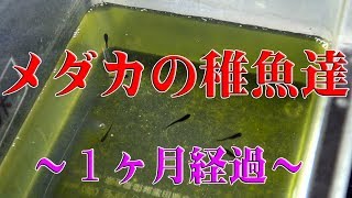 メダカの稚魚たち～一ヶ月経過～