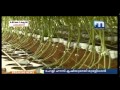 പോളി ഹൗസ്‌ കൃഷിയിൽ പുത്തൻ പരീക്ഷണം hi tech farming in poly house