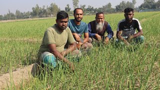 রসুন চাষের সঠিক পদ্ধতি। আধুনিক কৃষি ফার্ম।রুবেল মিয়া।