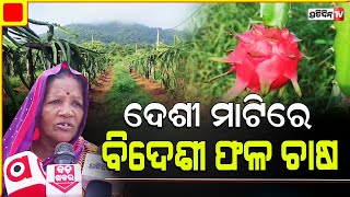 ଦେଶୀ ମାଟିରେ ବିଦେଶୀ ଫଳ, ଡ୍ରାଗନ ଫ୍ରୁଟ୍ ଚାଷ ଦେଉଛି ଲକ୍ଷ ଲକ୍ଷ ରୋଜଗାର | Dragon Fruit Ganjam