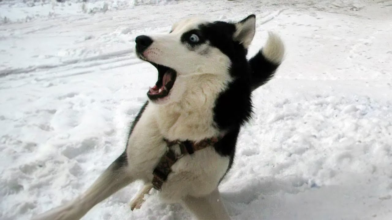 I Would Die Laughing For These Funniest Dogs Dogs Academies