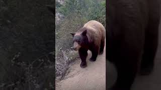 Wild Grizzly Bear on a narrow cross in mountain || Wilderness | Save Animals | Save Wildlife | Guam