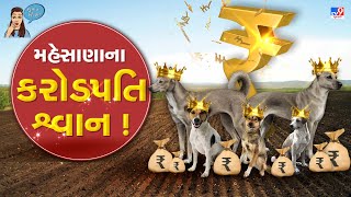 મહેસાણાના કરોડપતિ શ્વાન ! | Tv9news