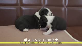 ボストンテリアの子犬販売 静岡県浜松市のブリーダー  2021年2月3日生 2月21日現在