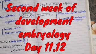 Second week of development embryology | Day 11,12 Events | embryology in Urdu/Hindi | 2020