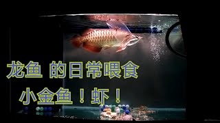 龙鱼 的日常喂食 小金鱼！虾！