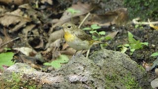 山中湖 大洞の泉のキビタキ（雄・若鳥）その７（4K60P動画）