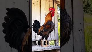 கொண்டச் சேவல் கூவும் நேரம்🐓#natural #sound #funny #rooster #cute #video #shorts #morning #alarm