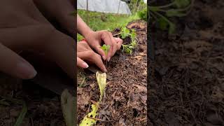 From seed to Harvest : A Journey Through the Stages of Vegetable Gardening #gardening #organic