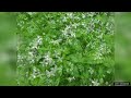 sweet woodruff herb seeds – seeds review