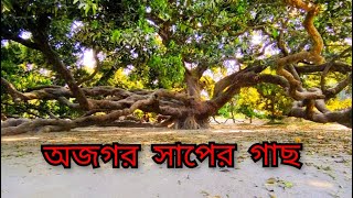 শতবর্ষী আম গাছ #ঠাকুরগাঁও #travel #vlog #travelvlog #thakurgaon