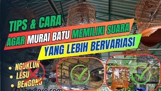 TIPS AGAR MURAI BATU MEMILIKI SUARA YANG LEBIH BERVARIASI #kicaumania #kicauburung