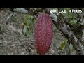 sistema agroforestal y diversificación en plantaciones de cacao