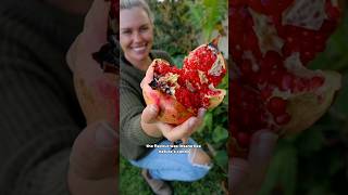 My FIRST homegrown Pomegranate...WOW!!🍬🌳