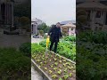 这个季节还是种点青菜最适宜我的小菜园 我的乡村生活 农家小院 种植小技巧 记录我的种植生活