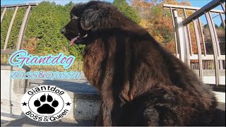 超大型犬 ニューファンドランド ボス君 グレート・デーン 5ヶ月 パピー　クィーンちゃん Great Dane Newfoundland GIANT dog BOSS＆Queen 渡辺ボス