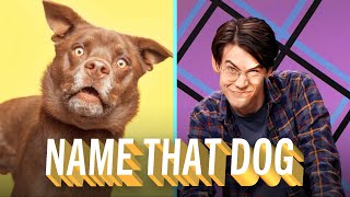 Finding the Perfect Name For Every Dog | Make Some Noise