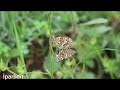 İparhan glanville fritillary melitaea cinxia