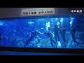 鳥羽水族館で水中入社式