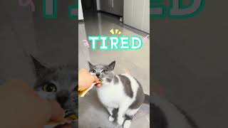 Change eating pose #cat #ねこの動画 #可愛い猫 #猫 #cutecat #ねこねこ #catlover