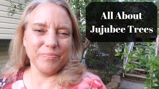 How to grow Jujube fruits