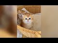 かわいい子猫たちがあなたの一日をより良くしてくれます ♥