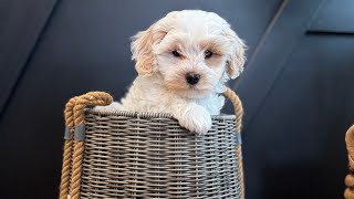 Honey-Hanks 11/18/24 maltipoo puppy - male with the blue collar - AVAILABLE - almost 9 weeks old