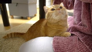 作業中の飼い主にくっついていたい猫-A cat that sticks to its owner while working-